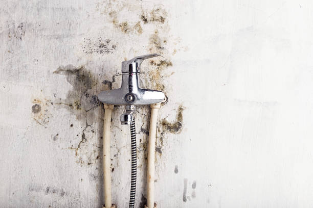 Best Industrial Mold Remediation in Lindsay, TX