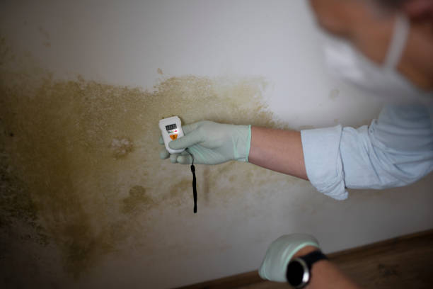 Best HVAC Mold Remediation in Lindsay, TX