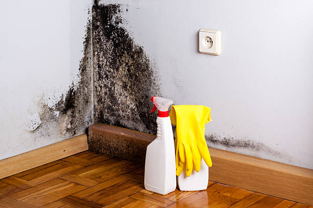 Best Health and Safety Mold Remediation in Lindsay, TX