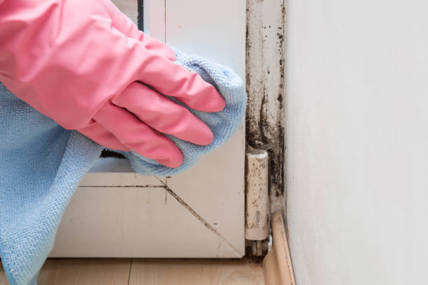 Trusted Lindsay, TX Mold Remediation Experts